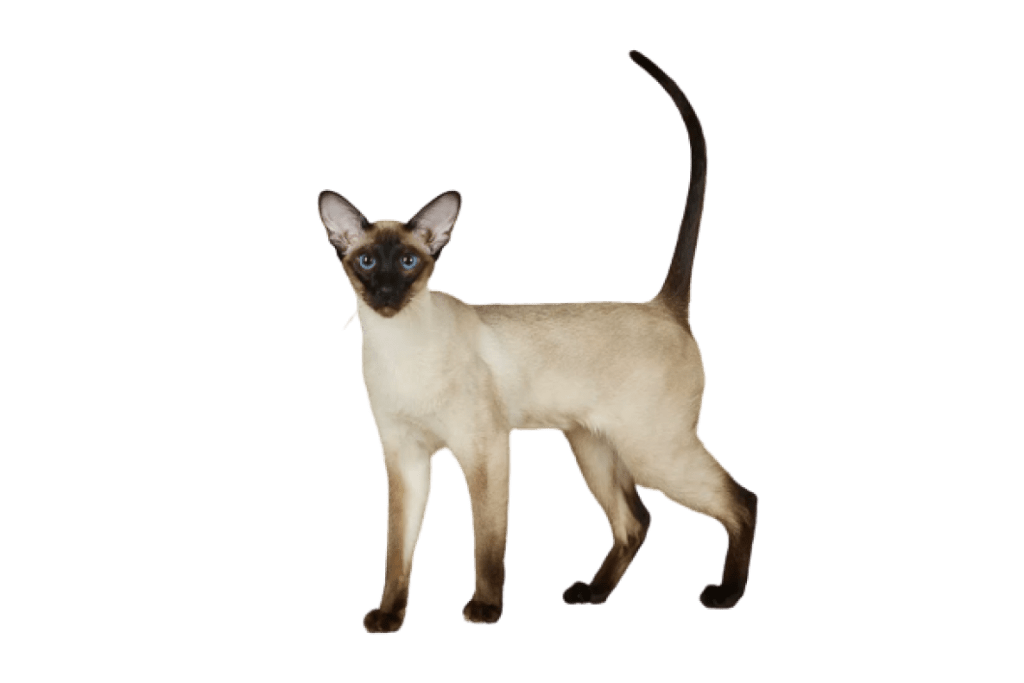 Siamese Cats