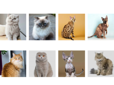 Types of Cats Breed