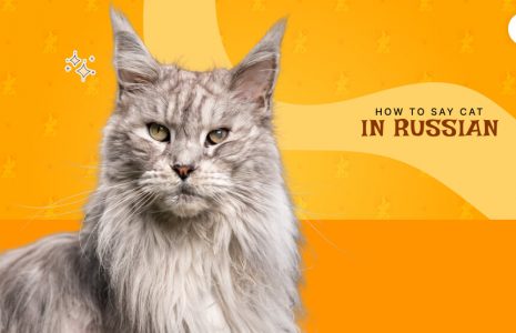 how to say cat in Russian