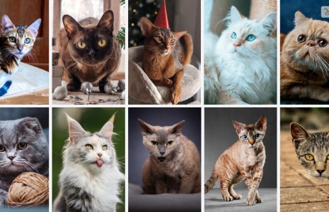 types of cat breeds