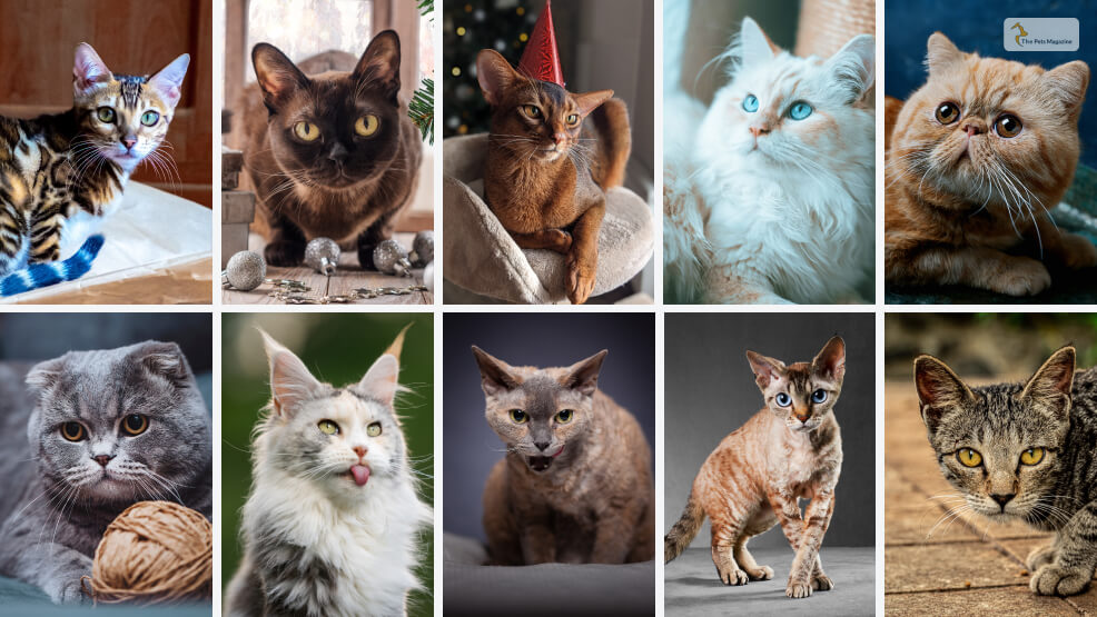 types of cat breeds