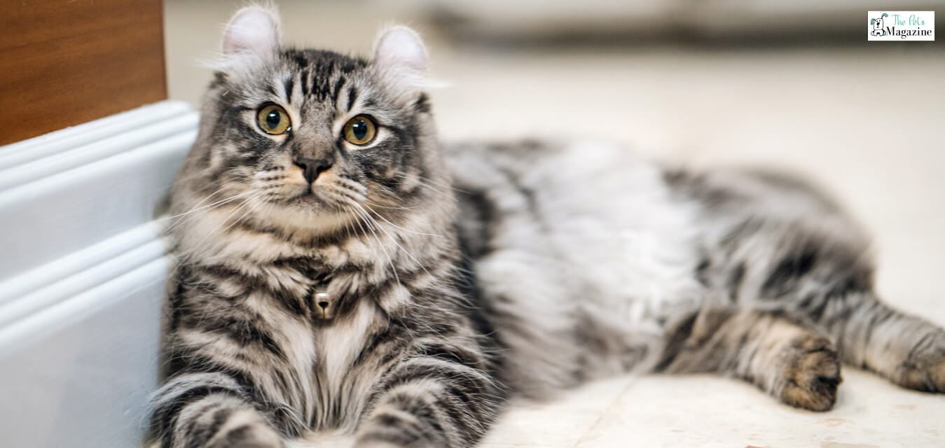 American Curl Cats