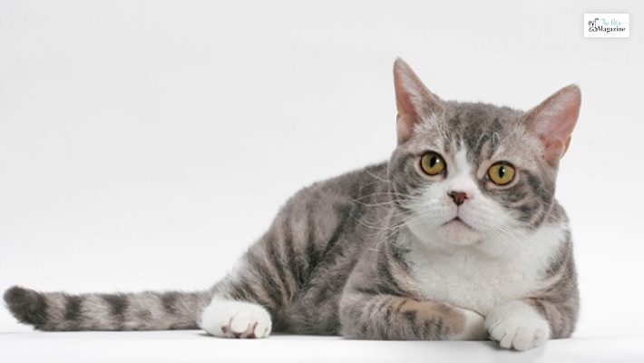 American wirehair Grey Cat