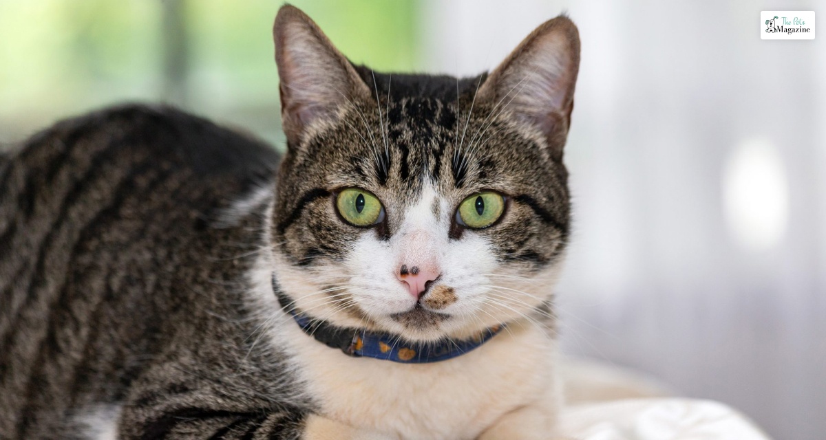 Gato American wirehair cat