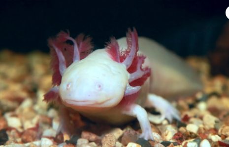 Axolotl