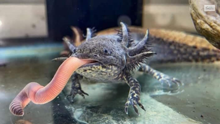 Axolotl Diet