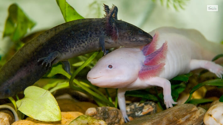 Axolotl Habitation