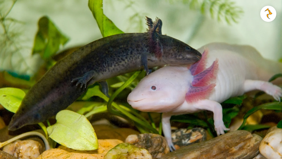 Axolotl Reproduction