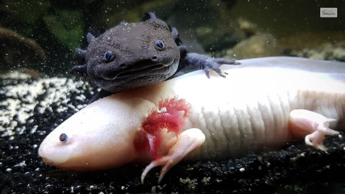 Axolotl Reproduction