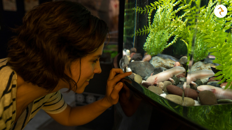 Axolotl With Human Interaction