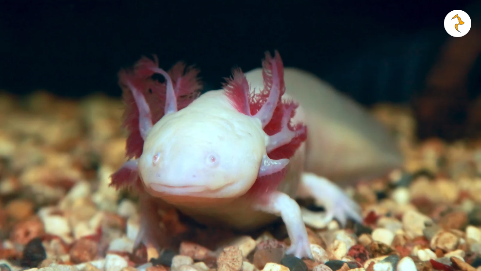 Axolotl