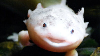 Axolotl Description, Habitat, Diet, Lifespan