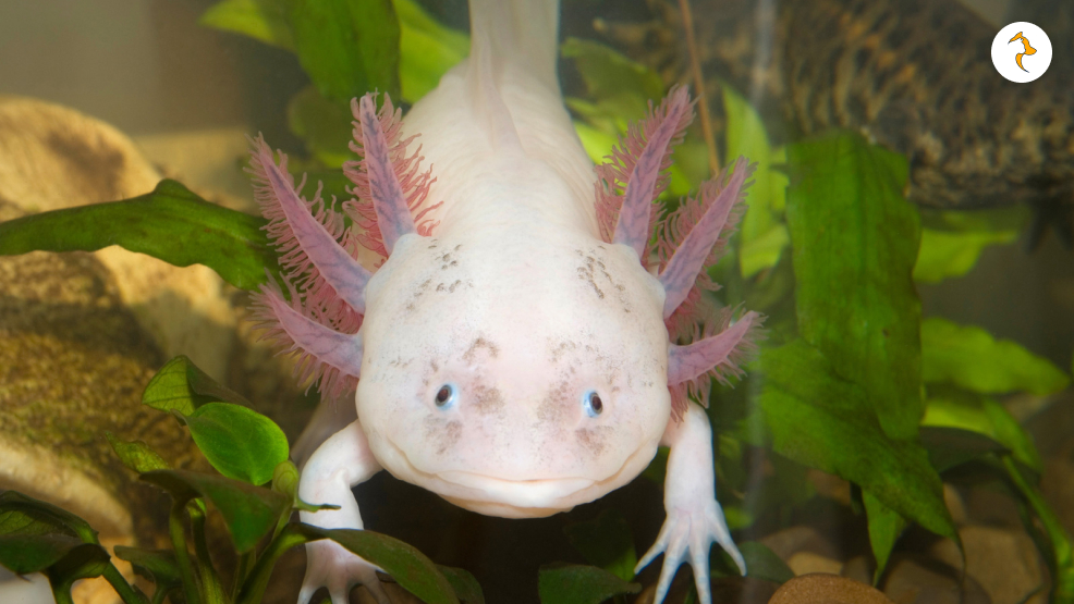 Distribution Of The Axolotl