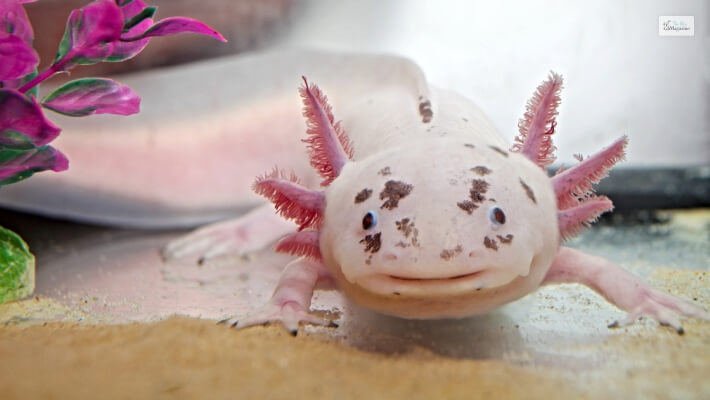 Distribution Of The Axolotl