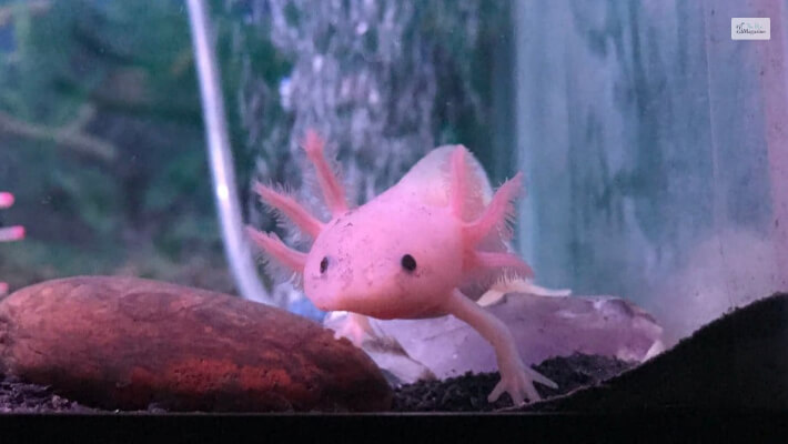 Does the Axolotl Make A Good Pet_