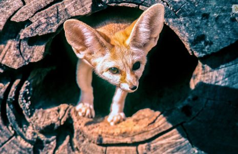 Fennec Fox