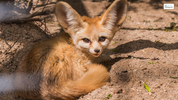 Fennec Fox Don’t Drink Much Water