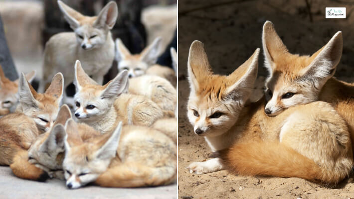 Fennec Fox Reproduction