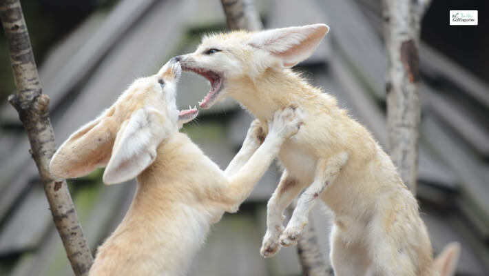 Fennec Fox are Highly Skilled Communicators