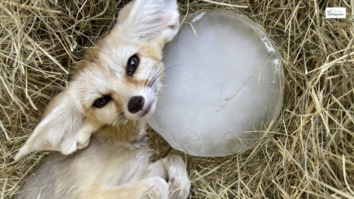 Fennec Fox are the smallest foxes in the world