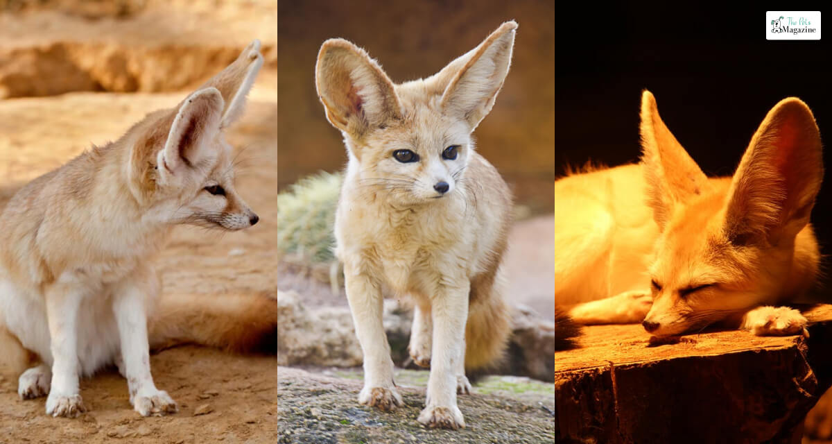 Fennec Fox