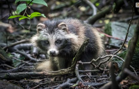 Raccoon Dog