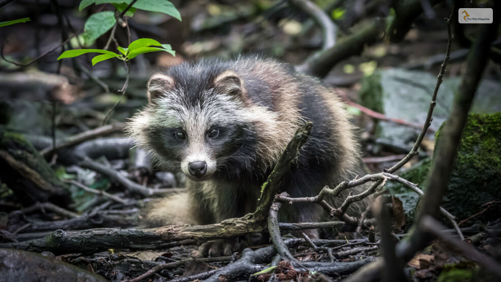 Raccoon Dog