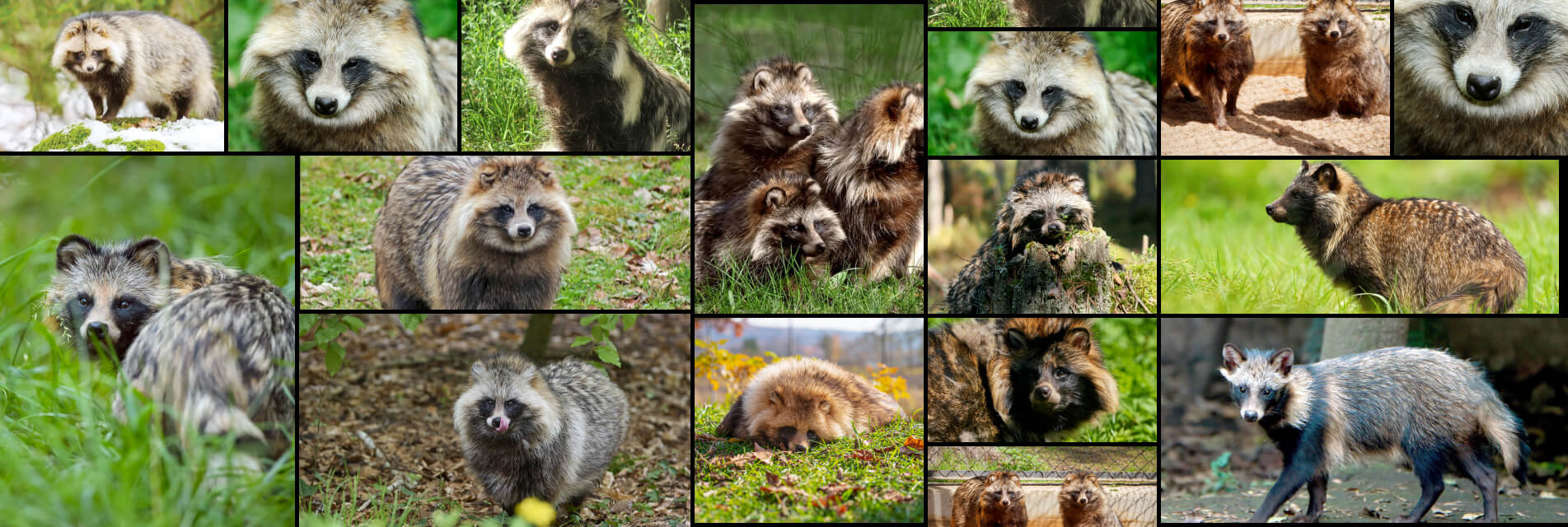 Raccoon Dog