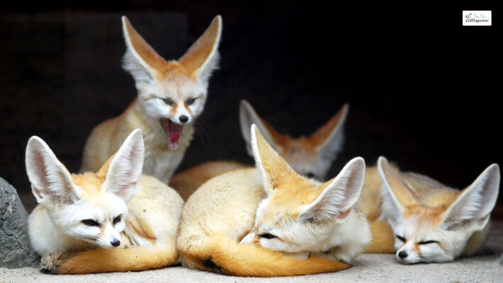 Fennec Fox Have Rich Social Lives