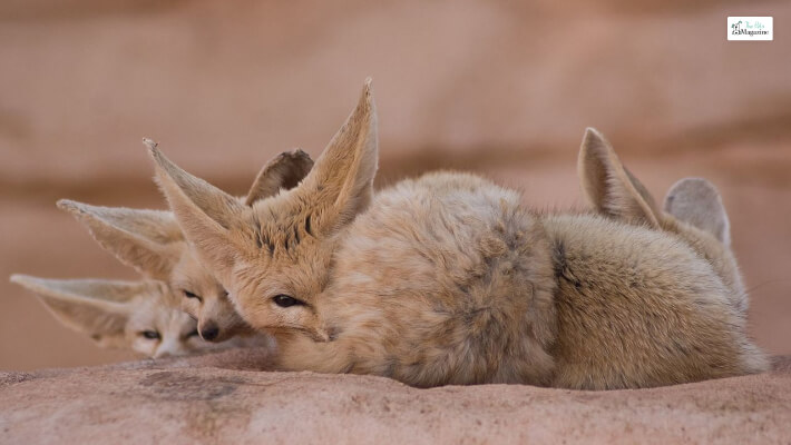 Fennec Fox Very Family oriented