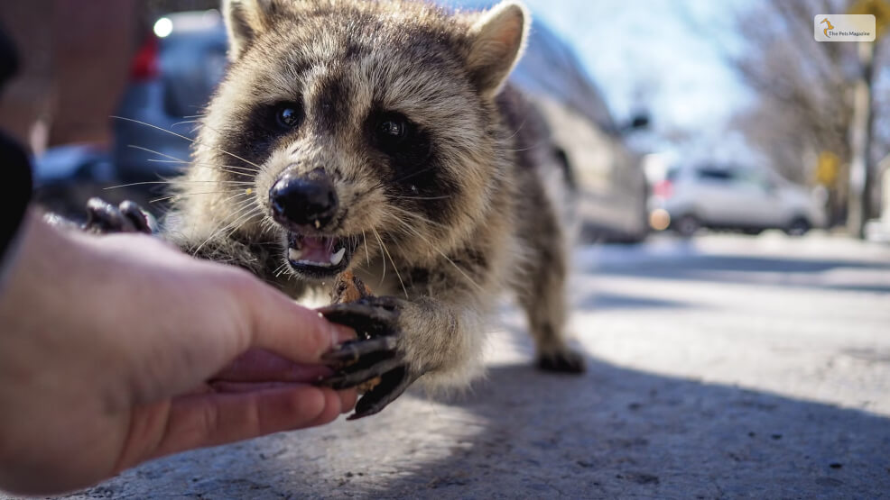 What Else to Know About Racoon Dogs_