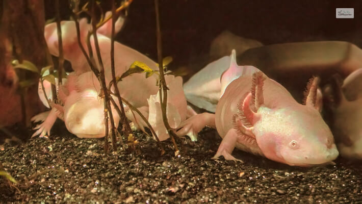 Why Is Axolotl Endangered_