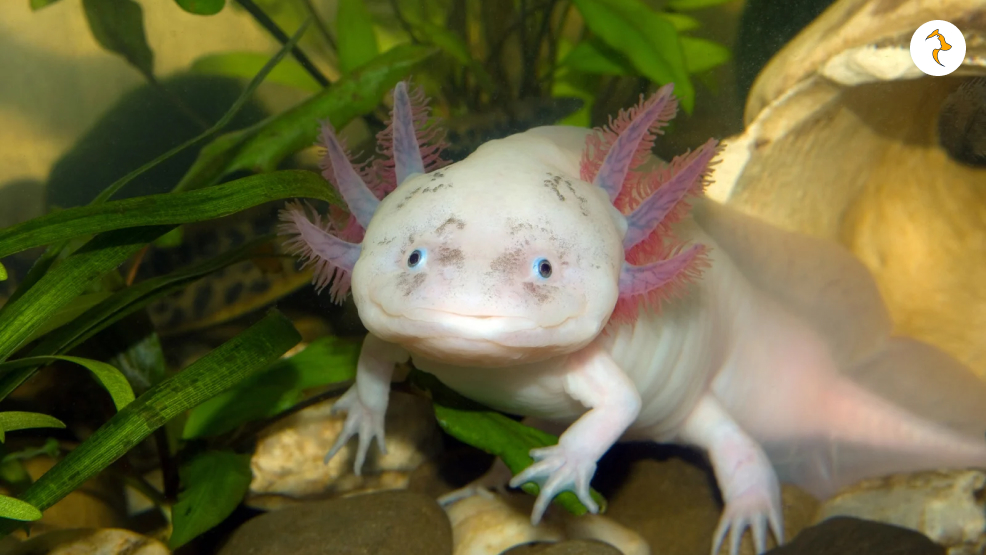 Why Is The Axolotl Endangered_