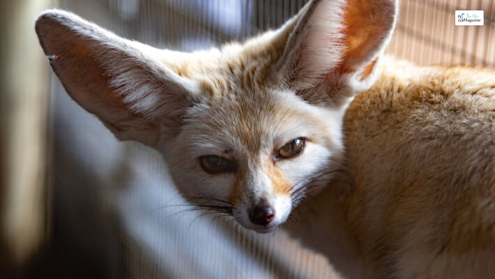 Fennec Fox Multipurpose Ears