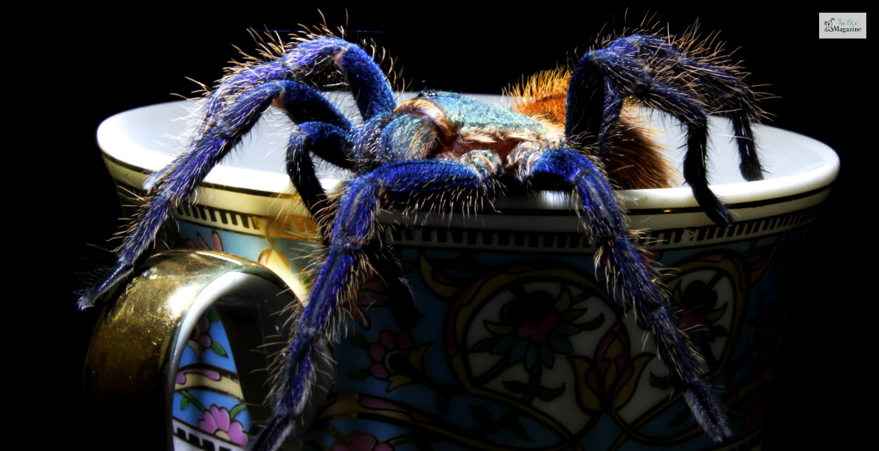 Cobalt Blue Tarantula