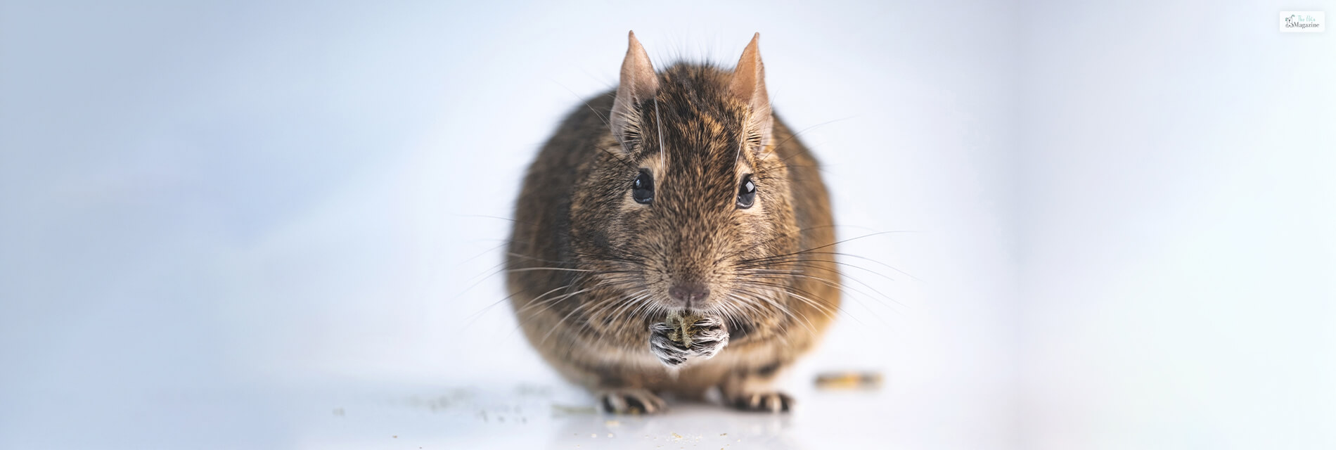 Degu