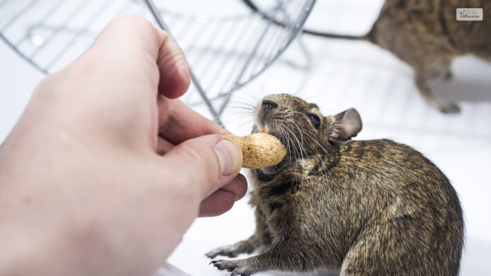 Degu Food & Drink