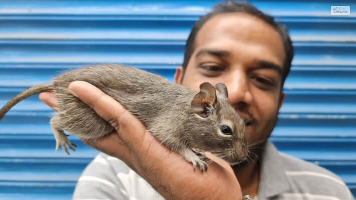 Degu Pets: Yay or Nay!