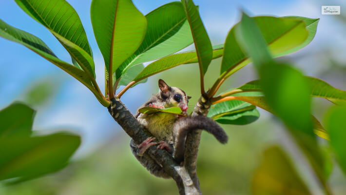 Sugar Glider housing