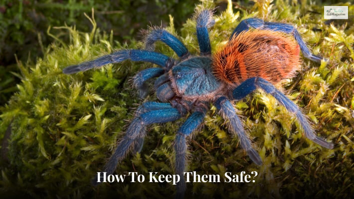 How To Keep Them Safe?