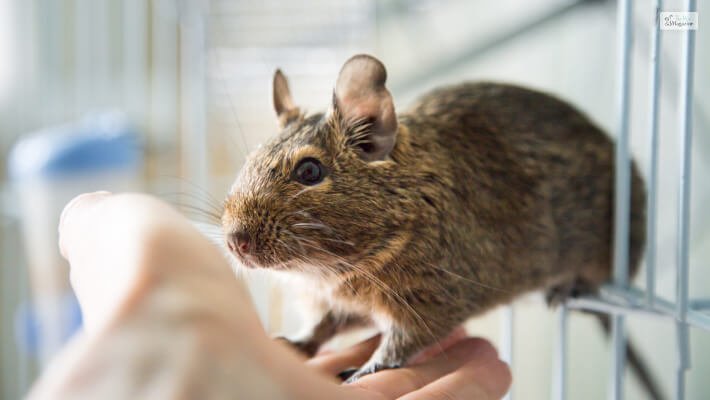 Purchasing a Degu