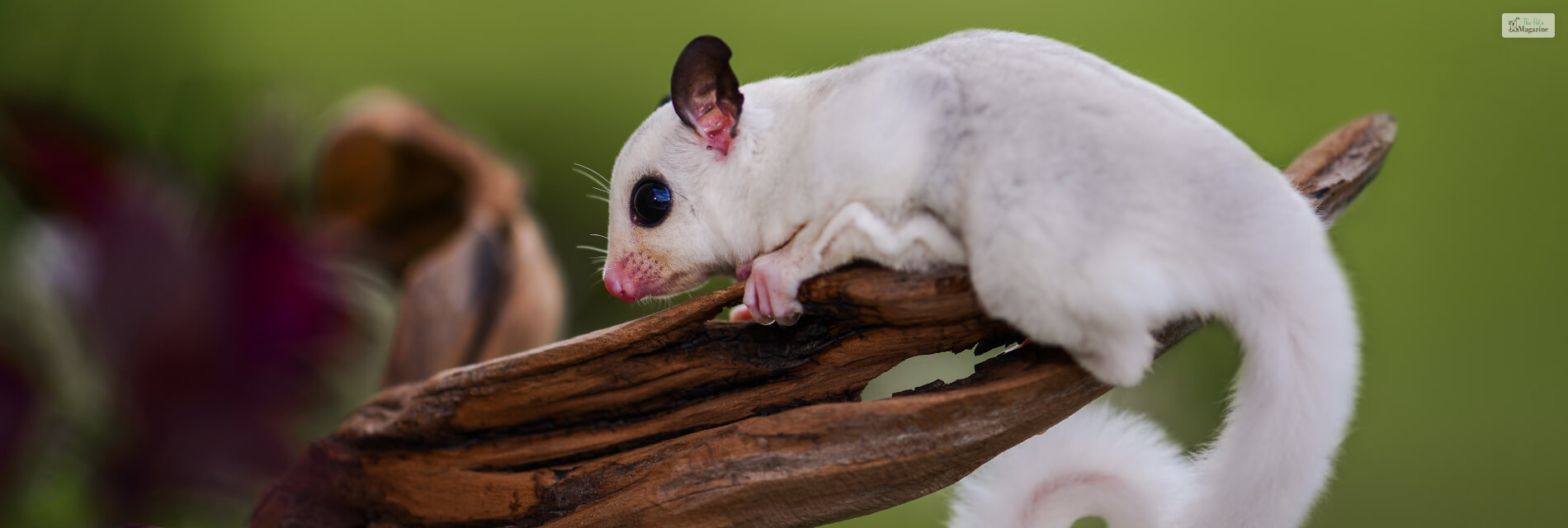 Sugar Gliders