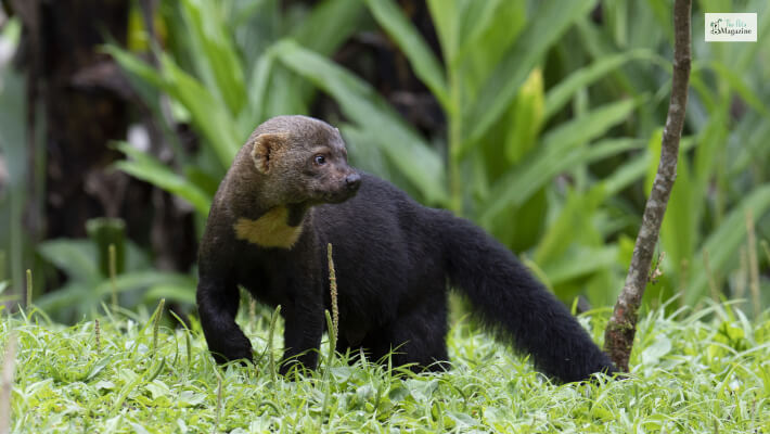 What Is A Tayra?