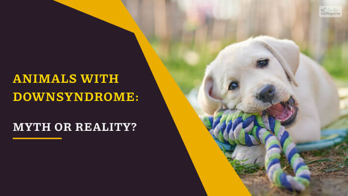 Animals With Down Syndrome: Myth or Reality? 