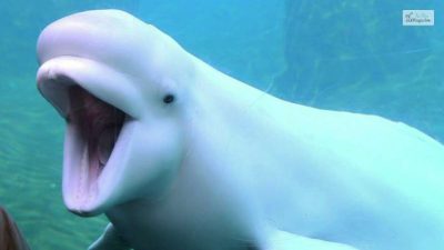 Debunking the Myth: Animals with Down Syndrome