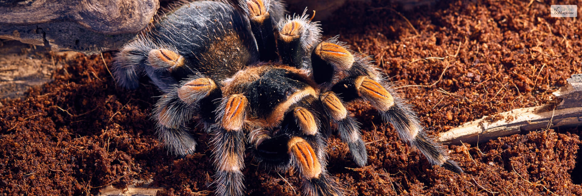 Chevron Tarantula