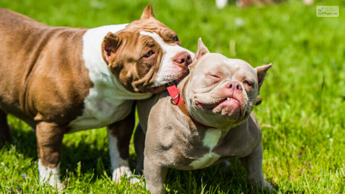 American bully breed is a breed that doesn’t shed or have a long coat