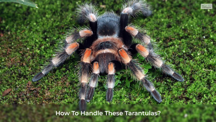 How To Handle These Tarantulas?