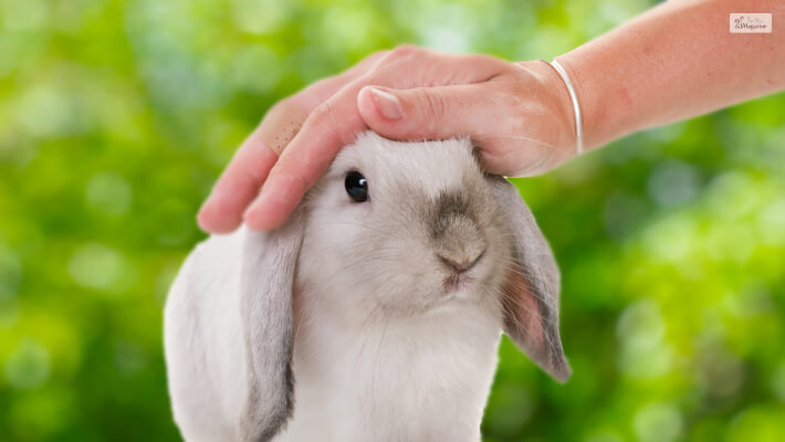 Mini Lop Bunny Cost