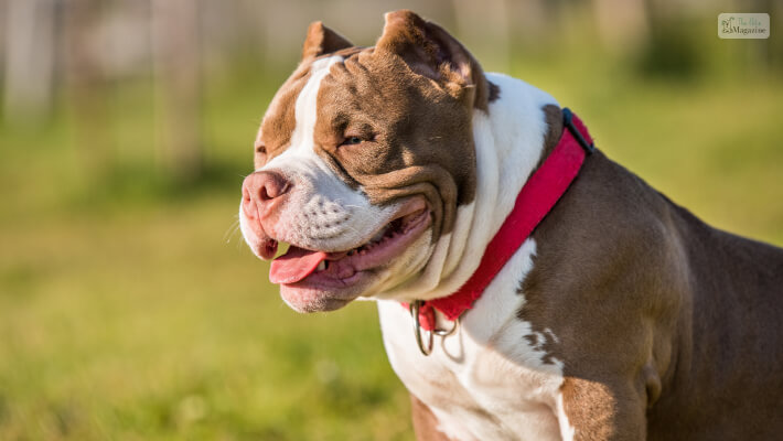 American Pocket Bully: Temperament, Appearance, & Care - PawSafe